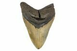 Serrated, Fossil Megalodon Tooth - North Carolina #299006-1